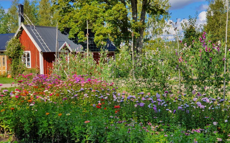 Sommarblommor med hus i bakgrunden.