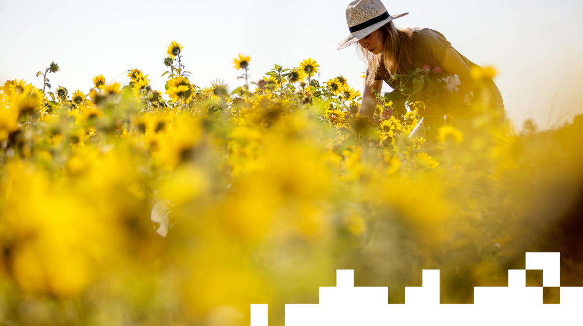 En kvinna i hatt står och plockar blommor i ett gult blommande solrosfält 