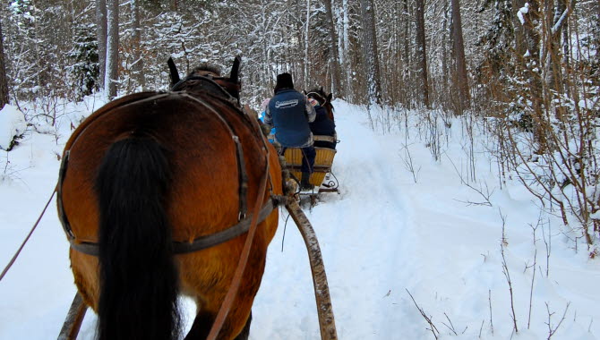Häst drar släde genom snön på en upptäcktsfärd i skogen.