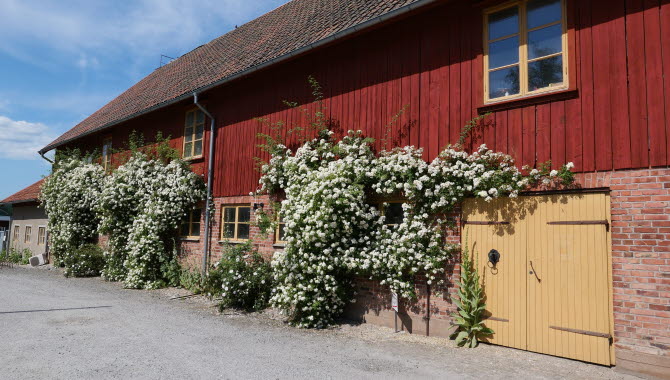Blommig fasad