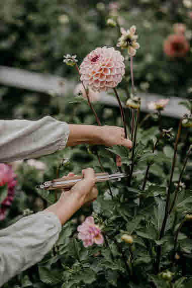 Fridas Blomster, Brämhult