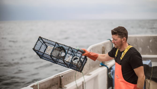 Kräftfiske utanför Smögen