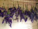 Torkade lavendelblommor