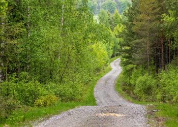 En grusväg leder genom grön frodig skog.