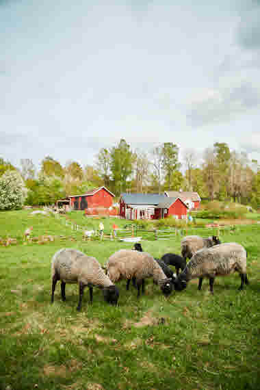 Sjöbacken Gård, Lerdala