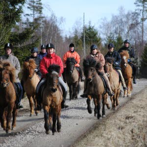 Många ryttare på islandshästar på en skogsväg.