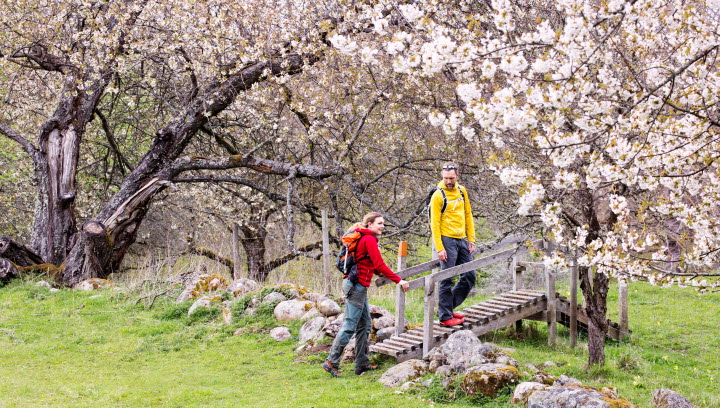 Två vandrare i färgglada kläder går över en färist som går över en stengärdesgård. Runt  omkring dem blommar vita körsbärsblommor.