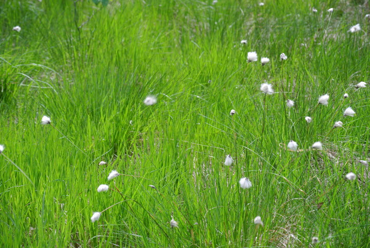 Öjemossen Naturreservat