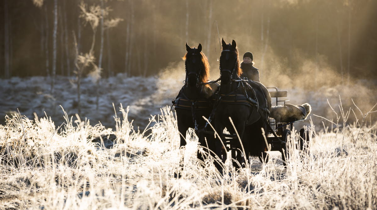 Häst och vagn en vintermorgon