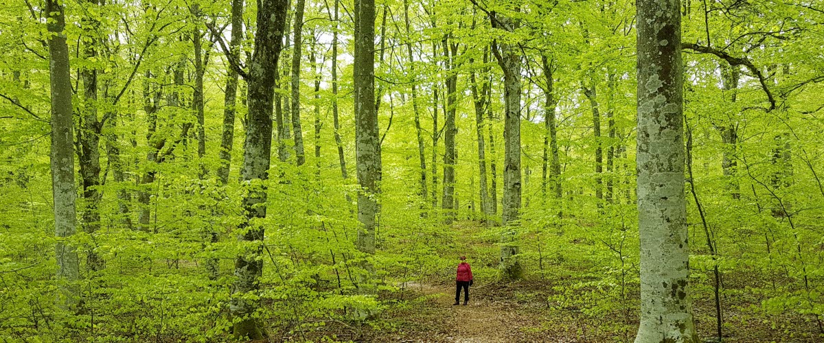 Skir grönska i Surö bokskog med en vandrare bland trädstammarna. 