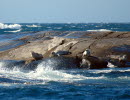 Seals on cliffs