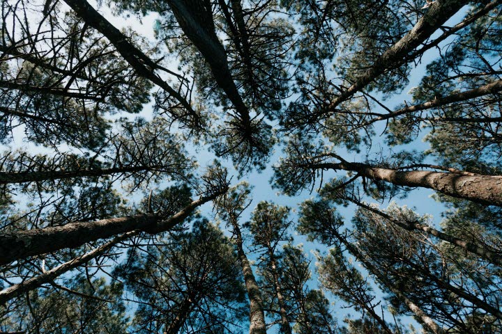 Landart - Songs from the woods