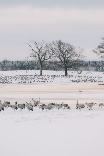 Hornborgasjön