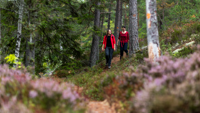 two persons hiking in the woods