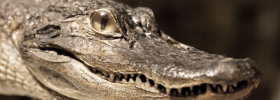 Närbild på en uppstoppad alligator
