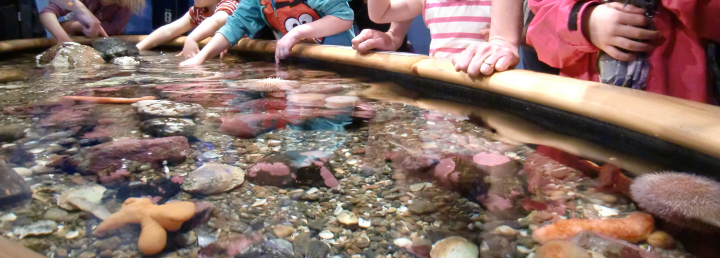 Children are gathered in front of the pet aquarium at Tjärnö. 