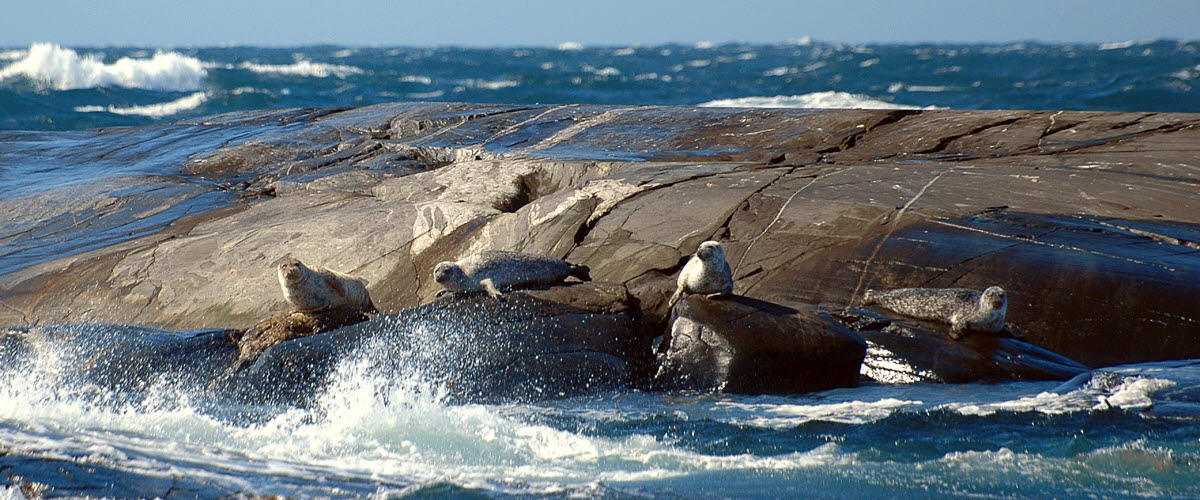 Seals on cliffs