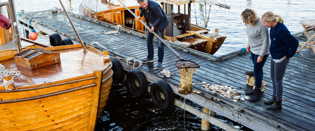 Fishing for oysters in Grebbestad