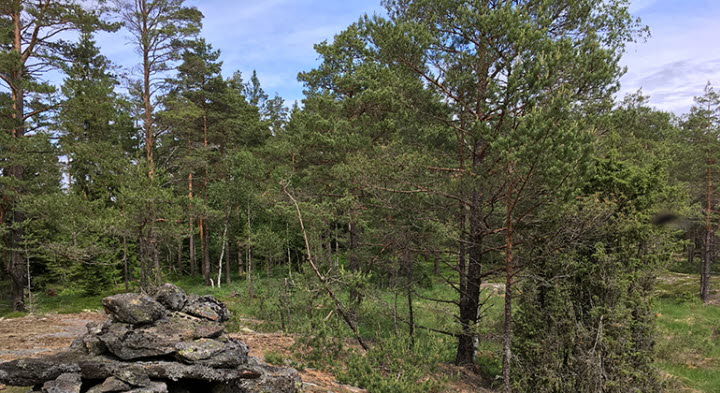 Bredmossen