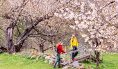 Par vandrar mellan blommande hagar