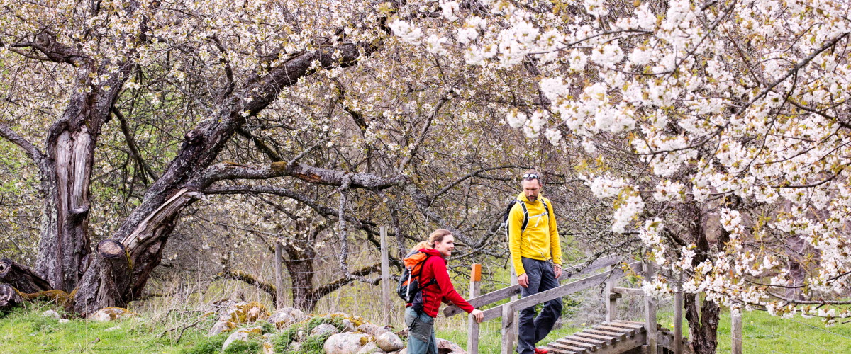 Två vandrare i färgglada kläder går över en färist som går över en stengärdesgård. Runt  omkring dem blommar vita körsbärsblommor.