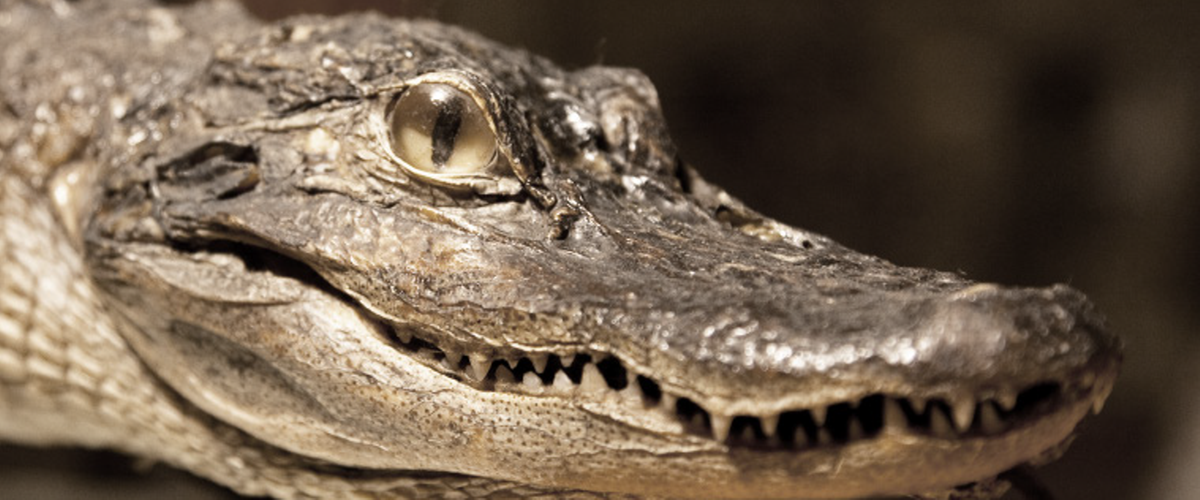 Närbild på en uppstoppad alligator