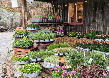 En närbild på utsidan av en butik som säljer mängder av olika blommor och växter.