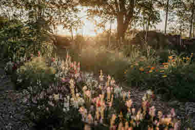 Fridas Blomster, Brämhult