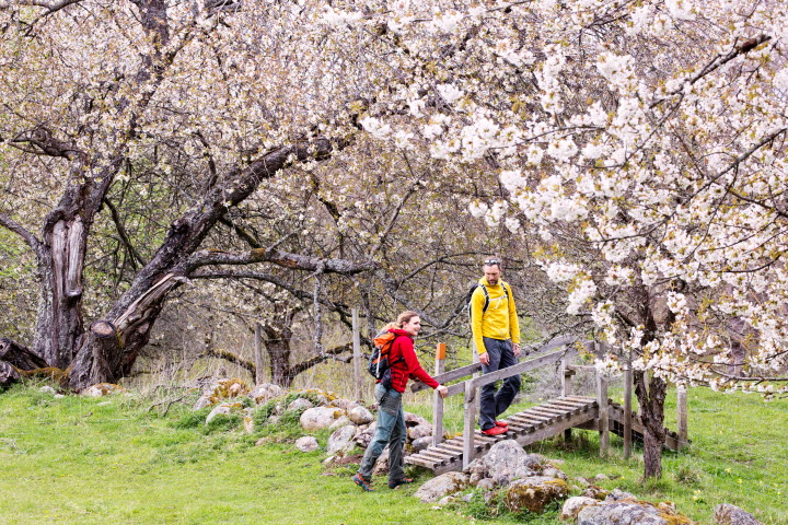 Par vandrar mellan blommande hagar