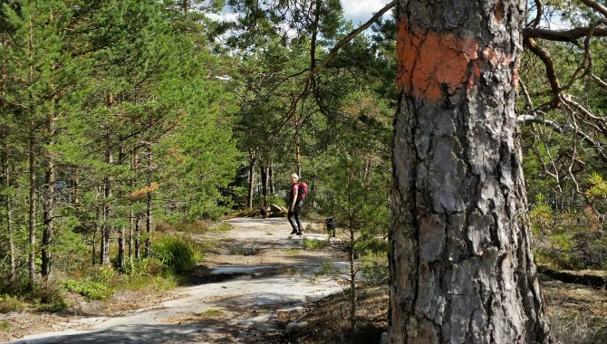 En kvinna med två hundar promenerar på Bohusleden