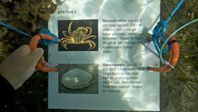 Snorkelled i Kosterhavet. Längst leden finns det stationer under ytan med informationsskyltar.