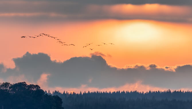 orange och grå himmel med tranor som flyger på långt håll.