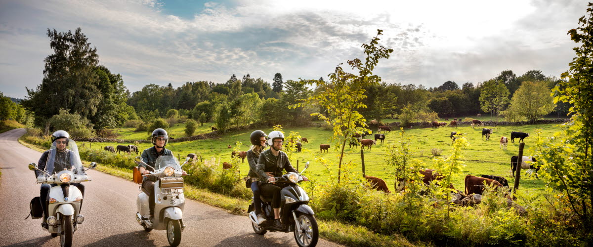 Four people on three scooters are driving through a beautiful green landscape with blue sky and grazing cows near the road.