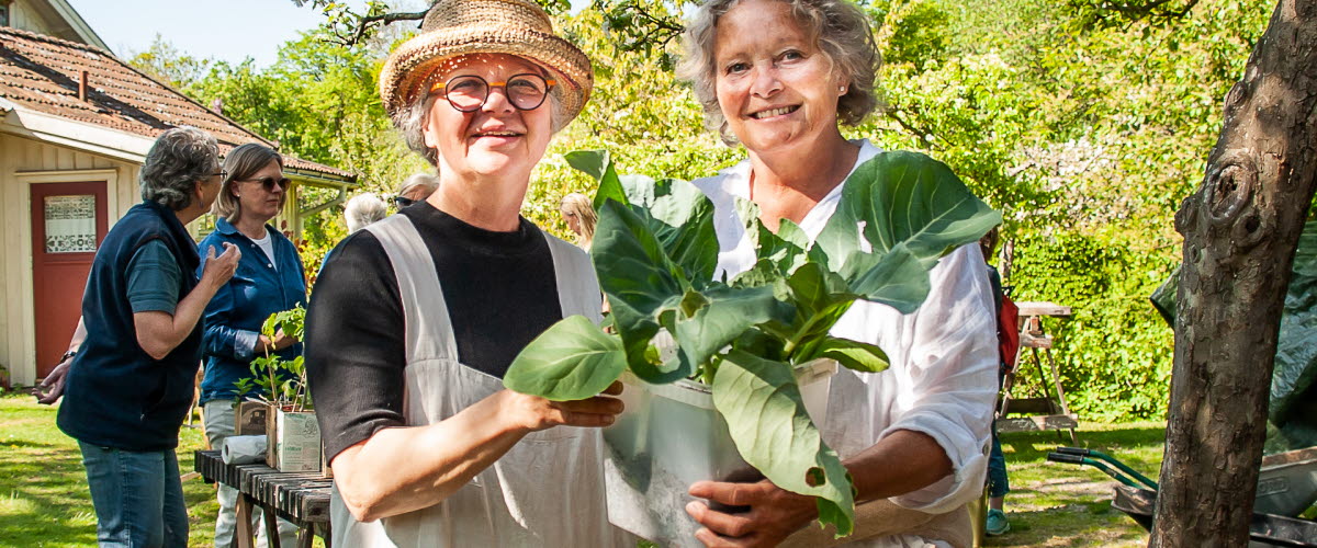 Marie Erbéus och Ellen Gjerde arrangerar Plantbytardagen på Stuveröd Skaftö 2025