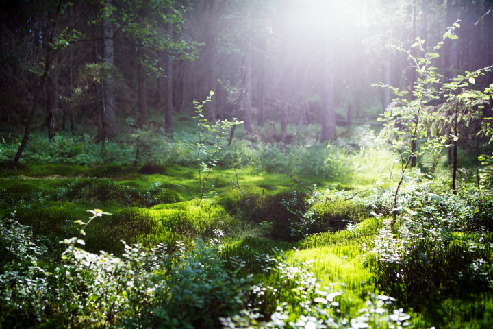 Kärleksstigen, Vänga kvarn