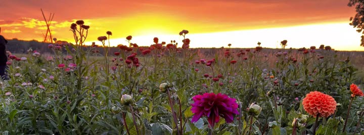 Blommor 