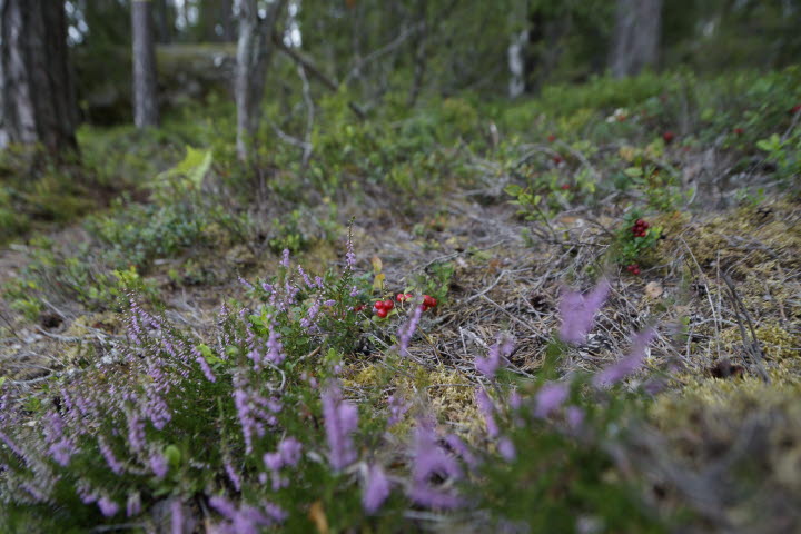 Öjersbyn