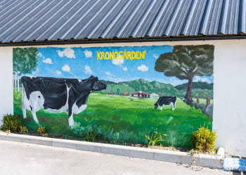 En närbild på en husvägg där man målat två kossor som betar i gräset.