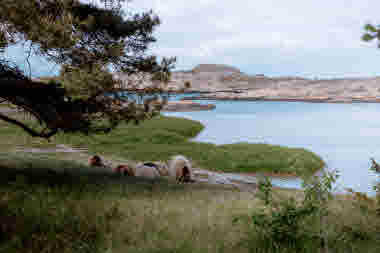 Koster