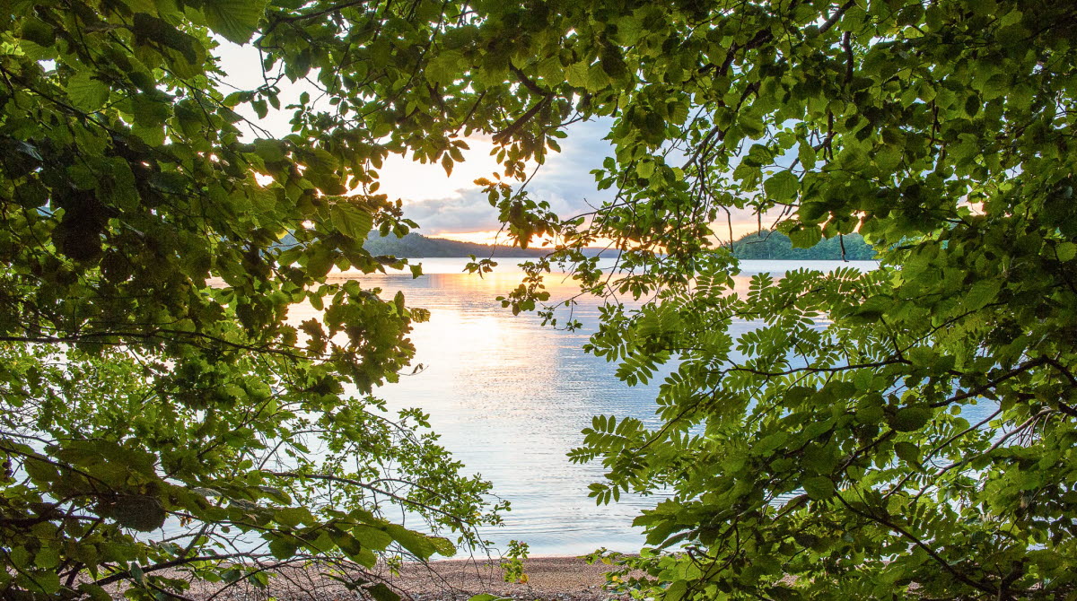En bild på en sjö taget mellan bladbeklädda grenar. Solen speglar sig i sjön och man kan ana att det är en sandstrand.