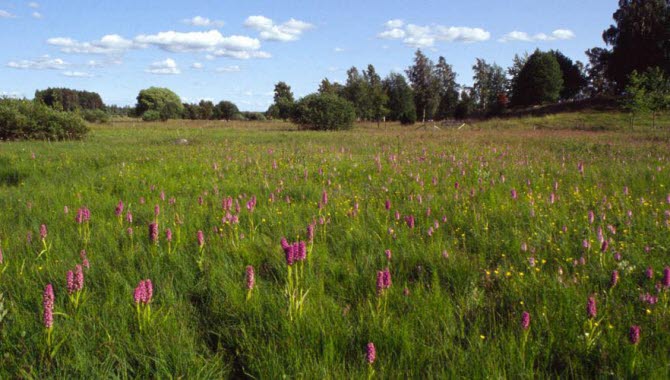 Nohlmarkens blommor