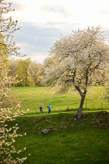 Höjentorp, Billingeleden