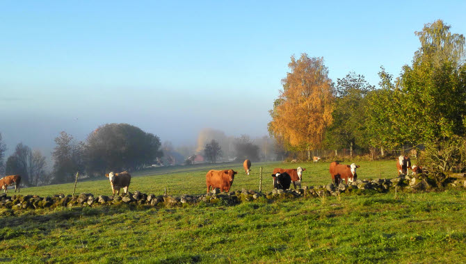 A green field with cows