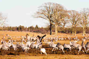 Hornborgasjön, Falköping