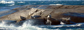 Sälar ligger på klippa i Kosterhavets nationalpark