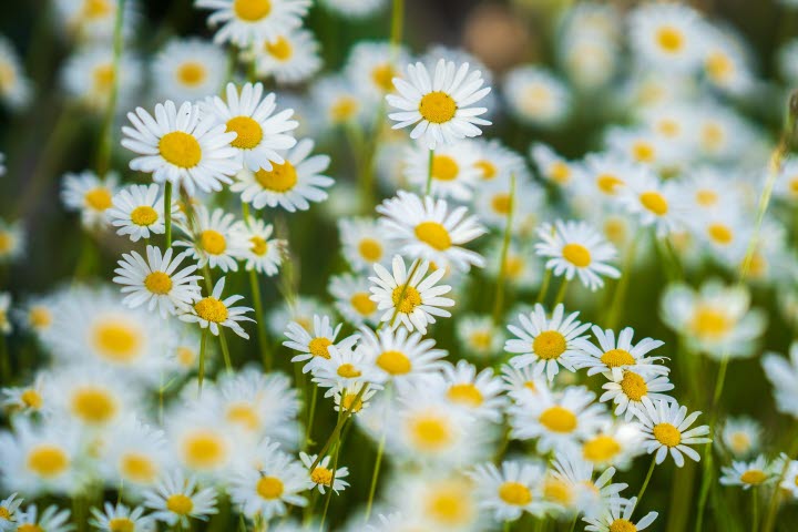 Blomstervägen