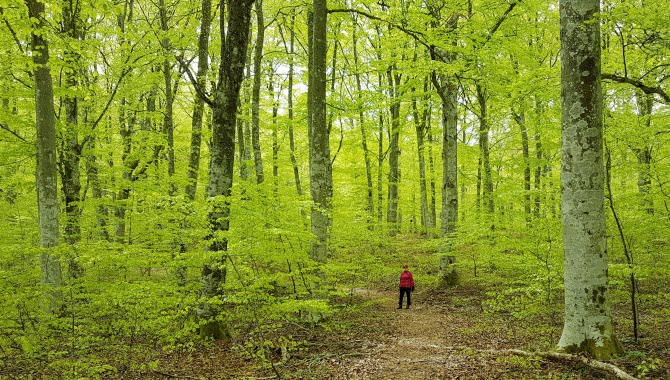 Skir grönska i Surö bokskog med en vandrare bland trädstammarna.