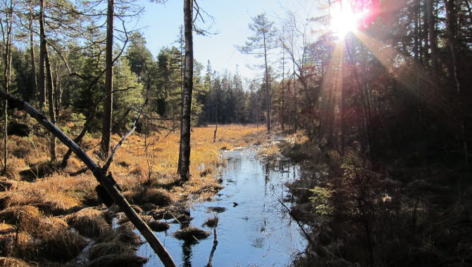 Tresticklan Nationalpark