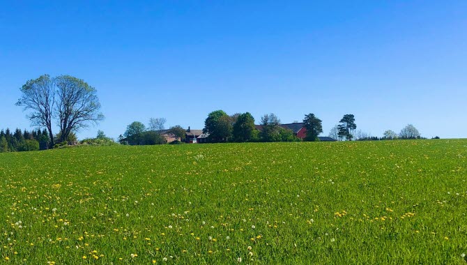 Grönt fält med blå himmel.