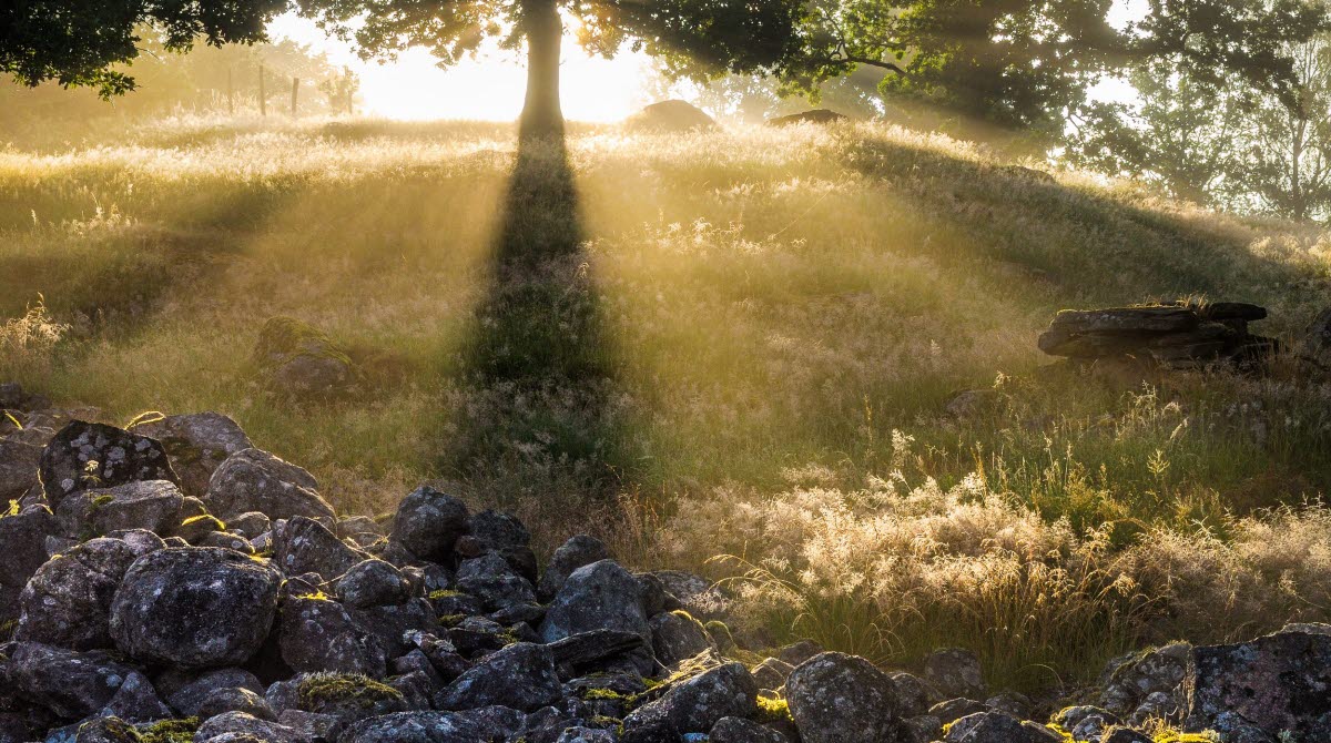 En vacker bild på en stenmur och ett träd som står uppe på en kulle. Bakom trädet lyser solen som skapar en fantastisk skugga över kullen ner mot stenmuren.